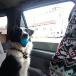 Подробнее об объявлении «Пропала собака кобель Хабаровск» Фото: пропала собака Бордер-колли «Пропала собака кобель Хабаровск» в г. Хабаровск