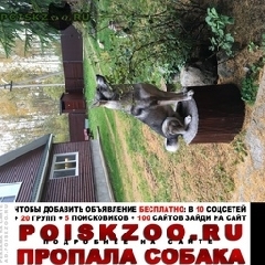 Подробнее об объявлении «Пропала собака кобель демянский район Валдай» Фото: пропала собака Западно-сибирская лайка «Пропала собака кобель демянский район Валдай» в г. Валдай