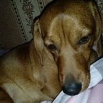 Подробнее об объявлении «Пропала собака кобель ошейник коричневый зовут бума Хабаровск» Фото: пропала собака Такса «Пропала собака кобель ошейник коричневый зовут...» в г. Хабаровск