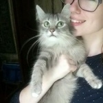 Подробнее об объявлении «Пропала кошка Королев» Фото: пропала кошка  «Пропала кошка Королев» в г. Королев