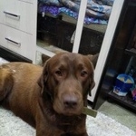 Подробнее об объявлении «Воронеж Найдена собака кобель лабродора» Фото: найдена собака Лабрадор ретривер «Воронеж Найдена собака кобель лабродора» в г. Воронеж