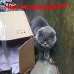 Подробнее об объявлении «Найдена кошка Ростов-на-Дону» Фото: найдена кошка  «Найдена кошка Ростов-на-Дону» в г. Ростов-на-Дону