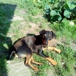 Подробнее об объявлении «Ржев Найдена собака кобель ягдтерьера» Фото: найдена собака Ягд-терьер «Ржев Найдена собака кобель ягдтерьера» в г. Ржев