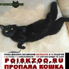 Подробнее об объявлении «Пропал кот британской породы. крупный. чипированный Москва» Фото: пропала кошка Британская короткошерстная «Пропал кот британской породы. крупный....» в г. Москва