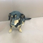 Подробнее об объявлении «Найдена собака кобель Тюмень» Фото: найдена собака Такса «Найдена собака кобель Тюмень» в г. Тюмень