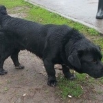 Подробнее об объявлении «Ростов-на-Дону Найдена собака кобель чёрный кобель.» Фото: найдена собака  «Ростов-на-Дону Найдена собака кобель чёрный...» в г. Ростов-на-Дону