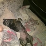 Подробнее об объявлении «Пропала собака кобель Можайск» Фото: пропала собака Чихуахуа «Пропала собака кобель Можайск» в г. Можайск