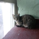 Подробнее об объявлении «Москва Найдена кошка» Фото: найдена кошка  «Москва Найдена кошка» в г. Москва