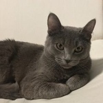 Подробнее об объявлении «Пропала кошка Уфа» Фото: пропала кошка  «Пропала кошка Уфа» в г. Уфа