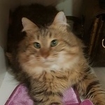 Подробнее об объявлении «Пропал кот Москва» Фото: пропала кошка Сибирская «Пропал кот Москва» в г. Москва