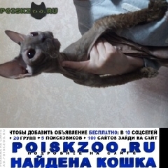 Подробнее об объявлении «Севастополь Найдена кошка сфинкс» Фото: найдена кошка Донской сфинкс «Севастополь Найдена кошка сфинкс» в г. Севастополь