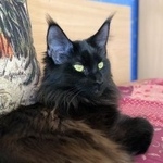 Подробнее об объявлении «Пропала кошка чёрная кошка мейн кун Москва» Фото: пропала кошка Мейн-кун «Пропала кошка чёрная кошка мейн кун Москва» в г. Москва