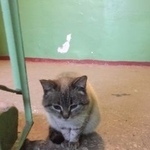 Подробнее об объявлении «Найдена кошка Нижний Новгород» Фото: найдена кошка  «Найдена кошка Нижний Новгород» в г. Нижний Новгород