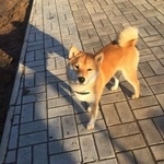 Подробнее об объявлении «Пропала собака помогите пожалуйста найти собаку Чебоксары» Фото: пропала собака  «Пропала собака помогите пожалуйста найти собаку...» в г. Чебоксары