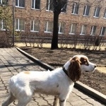 Подробнее об объявлении «Владивосток Найдена собака» Фото: найдена собака  «Владивосток Найдена собака» в г. Владивосток