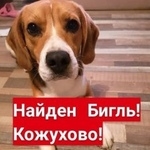 Подробнее об объявлении «Найдена собака кобель бигль Москва» Фото: найдена собака Бигль «Найдена собака кобель бигль Москва» в г. Москва