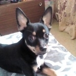 Подробнее об объявлении «Липецк Найден кот собака» Фото: найдена кошка  «Липецк Найден кот собака» в г. Липецк