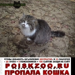 Подробнее об объявлении «Пропал кот в валентиновке Королев» Фото: пропала кошка  «Пропал кот в валентиновке Королев» в г. Королев