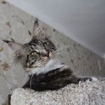 Подробнее об объявлении «Пропала кошка мейн кун Москва» Фото: пропала кошка Мейн-кун «Пропала кошка мейн кун Москва» в г. Москва