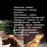 Подробнее об объявлении «Иркутск Пропала собака кобель» Фото: пропала собака Английский кокер-спаниель «Иркутск Пропала собака кобель» в г. Иркутск