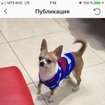 Подробнее об объявлении «Краснодар Пропала собака кобель» Фото: пропала собака Чихуахуа «Краснодар Пропала собака кобель» в г. Краснодар