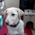 Подробнее об объявлении «Воронеж Найдена собака» Фото: найдена собака  «Воронеж Найдена собака» в г. Воронеж