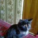 Подробнее об объявлении «Арамиль Найдена кошка» Фото: найдена кошка  «Арамиль Найдена кошка» в г. Арамиль