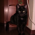 Подробнее об объявлении «Пропала кошка Мытищи» Фото: пропала кошка  «Пропала кошка Мытищи» в г. Мытищи