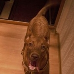 Подробнее об объявлении «Воронеж Найдена собака кобель венгерская выжла или родезийский риджбек» Фото: найдена собака Родезийский риджбек «Воронеж Найдена собака кобель венгерская выжла...» в г. Воронеж