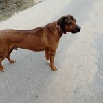 Подробнее об объявлении «Красноармейск (Московская обл.) Найдена кошка риджбек» Фото: найдена кошка Родезийский риджбек «Красноармейск (Московская обл.) Найдена кошка...» в г. Красноармейск (Московская обл.)