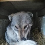 Подробнее об объявлении «Анапа Пропала собака лайка» Фото: пропала собака Лакенуа «Анапа Пропала собака лайка» в г. Анапа