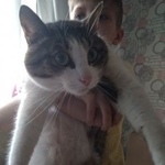 Подробнее об объявлении «Екатеринбург Найдена кошка» Фото: найдена кошка  «Екатеринбург Найдена кошка» в г. Екатеринбург