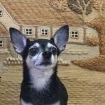 Подробнее об объявлении «Анапа Пропала собака кобель» Фото: пропала собака Той-терьер «Анапа Пропала собака кобель» в г. Анапа