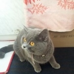 Подробнее об объявлении «Краснодар Найдена кошка» Фото: найдена кошка  «Краснодар Найдена кошка» в г. Краснодар