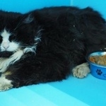 Подробнее об объявлении «Пропал кот Москва» Фото: пропала кошка  «Пропал кот Москва» в г. Москва