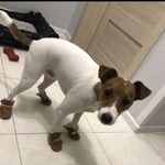 Подробнее об объявлении «Пропала собака кобель Санкт-Петербург» Фото: пропала собака Джек рассел терьер «Пропала собака кобель Санкт-Петербург» в г. Санкт-Петербург