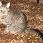 Подробнее об объявлении «Пропала кошка даша. // Москва» Фото: пропала кошка  «Пропала кошка даша. // Москва» в г. Москва