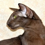 Подробнее об объявлении «Москва Пропал кот вознаграждение 25 000 руб.» Фото: пропала кошка Ориентальная (восточная короткошерстная) «Москва Пропал кот вознаграждение 25 000 руб.» в г. Москва