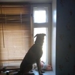 Подробнее об объявлении «Пропала собака кобель рыжий кобель в начале апреля Самара» Фото: пропала собака Родезийский риджбек «Пропала собака кобель рыжий кобель в начале...» в г. Самара