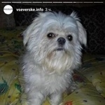 Подробнее об объявлении «Пропала собака кобель продолжаем поиски Северск» Фото: пропала собака Мальтийская болонка «Пропала собака кобель продолжаем поиски Северск» в г. Северск