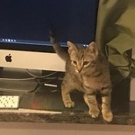 Подробнее об объявлении «Пропала кошка 16 апреля потерялась кошка Москва» Фото: пропала кошка  «Пропала кошка 16 апреля потерялась кошка Москва» в г. Москва