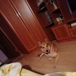 Подробнее об объявлении «Ступино Пропала собака кобель помогите пожалуйста найти собаку» Фото: пропала собака  «Ступино Пропала собака кобель помогите...» в г. Ступино