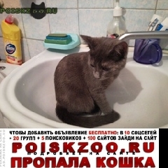 Подробнее об объявлении «Пропала кошка Москва» Фото: пропала кошка  «Пропала кошка Москва» в г. Москва