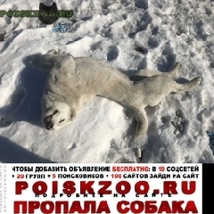 Подробнее об объявлении «Пропала собака азиатская овчарка белая Курган» Фото: пропала собака Среднеазиатская овчарка «Пропала собака азиатская овчарка белая Курган» в г. Курган
