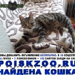 Подробнее об объявлении «Москва Найден котёнок подросток» Фото: найдена кошка  «Москва Найден котёнок подросток» в г. Москва