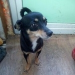 Подробнее об объявлении «Краснодар Найдена собака.» Фото: найдена собака  «Краснодар Найдена собака.» в г. Краснодар