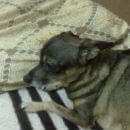 Подробнее об объявлении «Омск Пропала собака» Фото: пропала собака  «Омск Пропала собака» в г. Омск