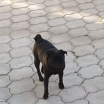 Подробнее об объявлении «Краснодар Найдена собака» Фото: найдена собака Мопс «Краснодар Найдена собака» в г. Краснодар