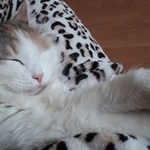 Подробнее об объявлении «Пропала кошка трехцветного окраса Москва» Фото: пропала кошка  «Пропала кошка трехцветного окраса Москва» в г. Москва