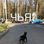 Подробнее об объявлении «Найдена собака пес в павловске цвергпинчер Санкт-Петербург» Фото: найдена собака  «Найдена собака пес в павловске цвергпинчер...» в г. Санкт-Петербург